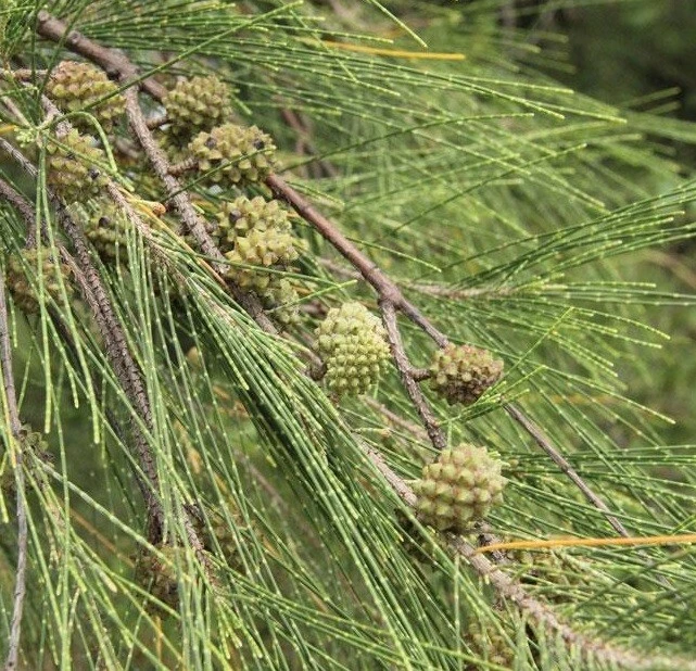Coastal She-Oak Tree Seeds - Casuarina equisetifolia - 30 Seeds - Image 4