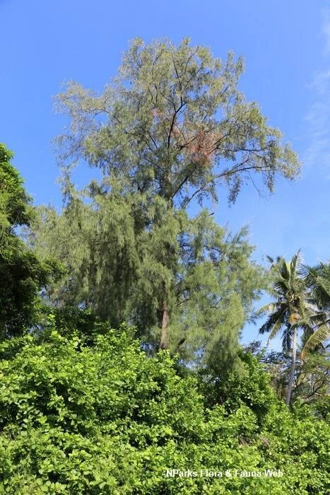 Coastal She-Oak Tree Seeds - Casuarina equisetifolia - 30 Seeds - Image 5