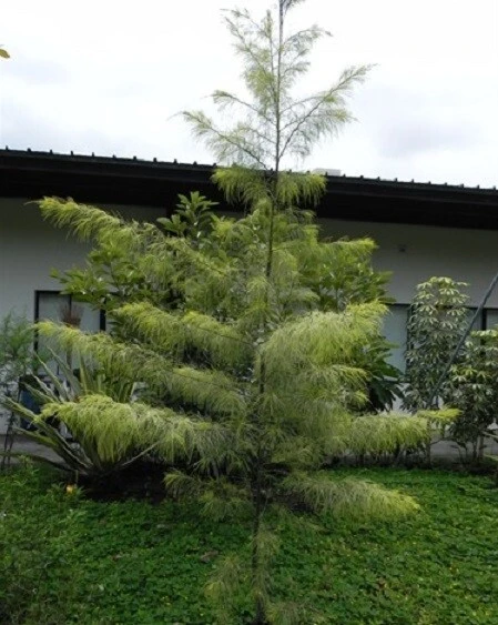 Coastal She-Oak Tree Seeds - Casuarina equisetifolia - 30 Seeds - Image 1