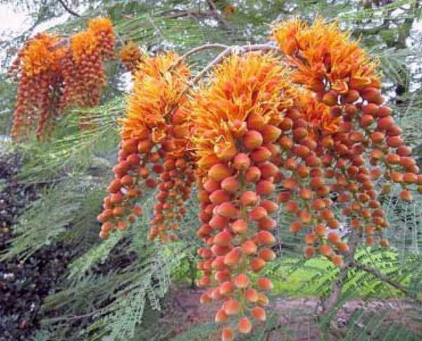 Colvillea racemosa Glory Whip Tree Seeds - 10 Seeds Pack - Outdoor Flowering Tree - Image 1