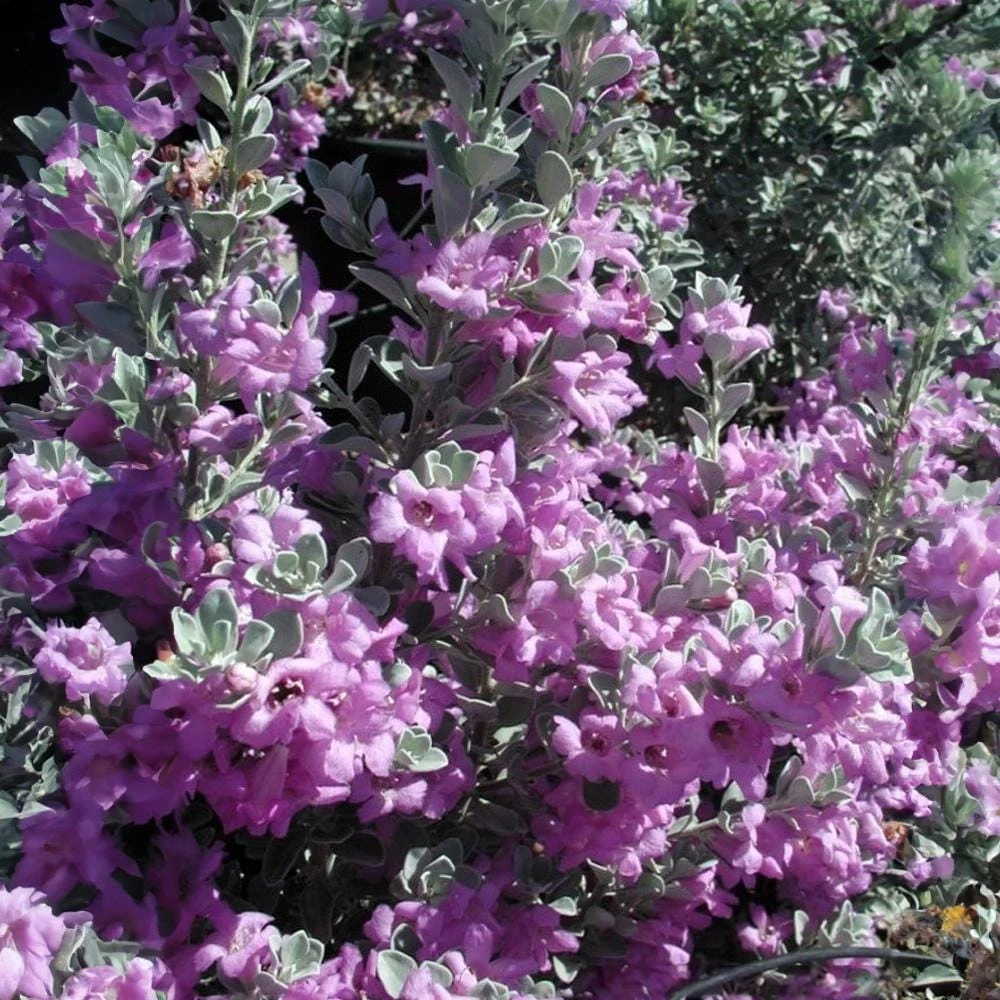Compact Texas Sage Live Plant, Leucophyllum frutescens 'Compactum', 1 Gallon - Image 1