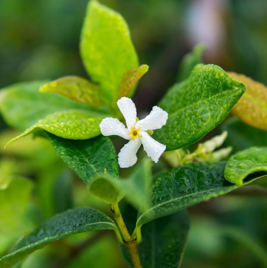 Confederate Jasmine Live Plant – 3-6" Tall – Fragrant Evergreen Climbing Vine in 3-4" Pot - Image 1