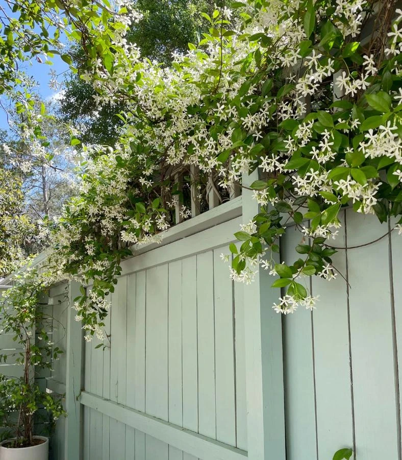 Confederate Jasmine Live Plants Set of 2 – Trachelospermum jasminoides – 3-6" Tall in 3-4" Pots – Fragrant Evergreen Vine - Image 1
