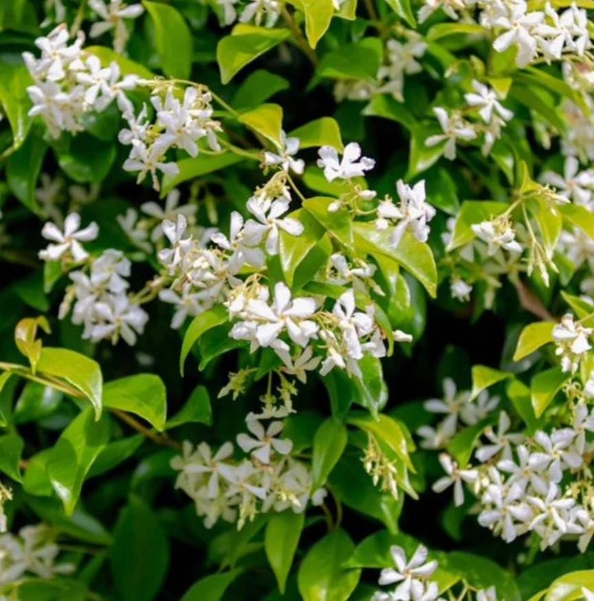 Confederate Star Jasmine Live Plant – 2 Pack, 4" Pot – Fragrant Evergreen Vine Outdoor - Image 1