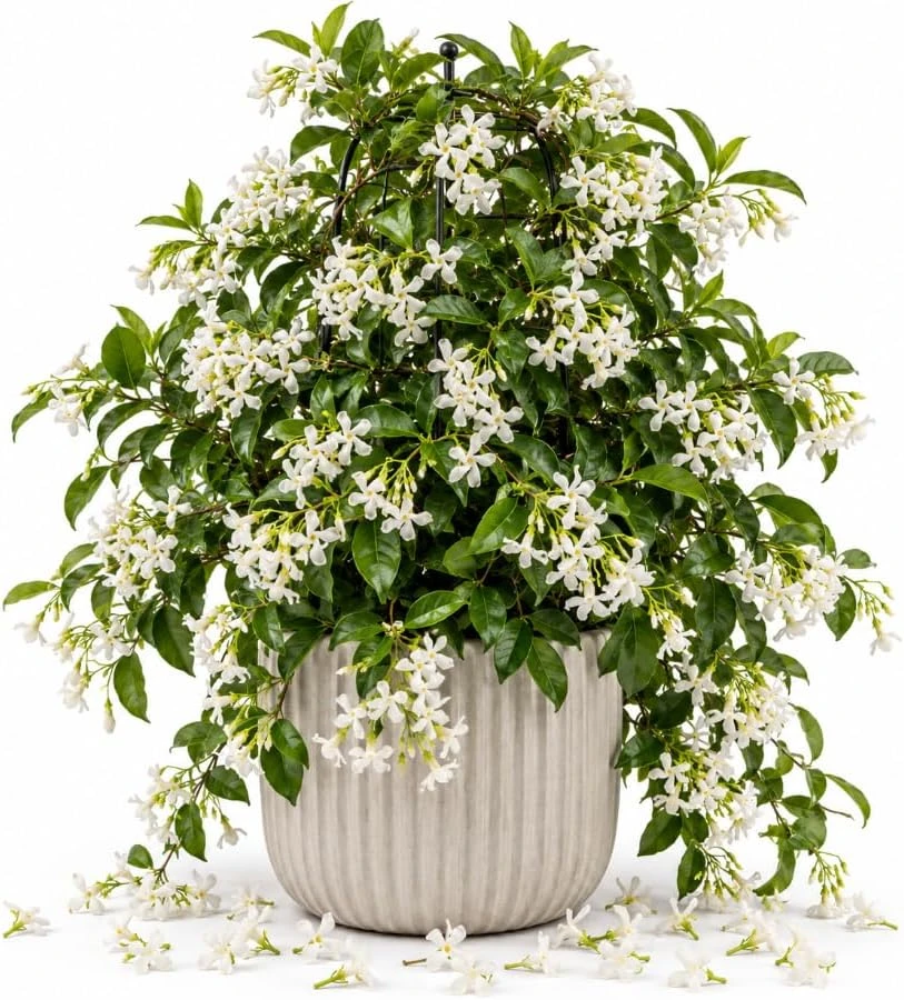 Confederate Star Jasmine Live Plant, 4-6 Inches Tall, Fragrant Climbing Vine - Image 1