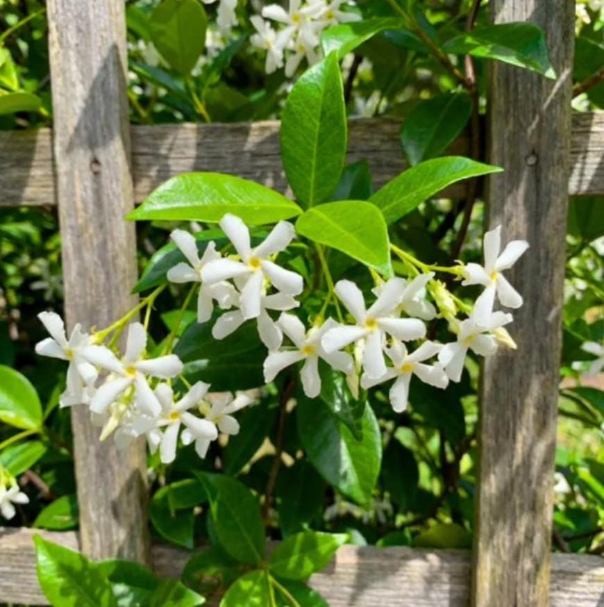 Confederate Star Jasmine Live Plant – 4" Pot – Fragrant Evergreen Vine – Outdoor - Image 1