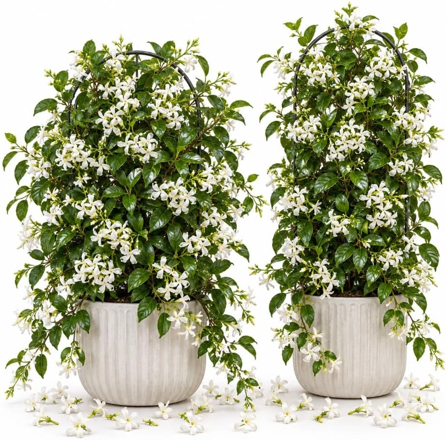 Confederate Star Jasmine Live Plants - 2 Pack, 4-6 Inches Tall, Fragrant White Flowers, Outdoor Vine - Image 1