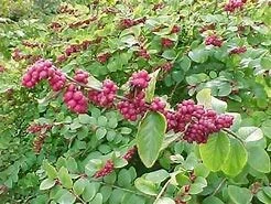 Coral Berry Live Plant – 1 Gallon Pot – Deciduous Shrub for Shade Gardens - Image 2