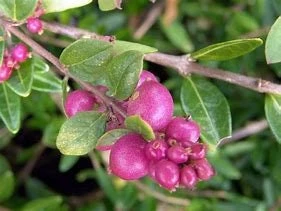 Coral Berry Live Plant – 1 Gallon Pot – Deciduous Shrub for Shade Gardens - Image 3