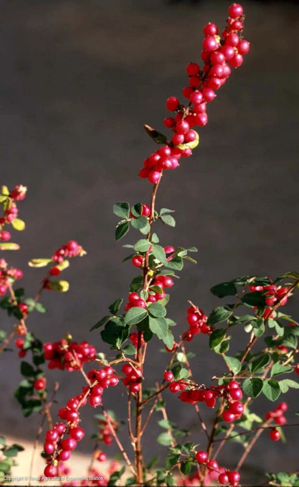 Coral Berry Live Plant – 1 Gallon Pot – Deciduous Shrub for Shade Gardens - Image 1