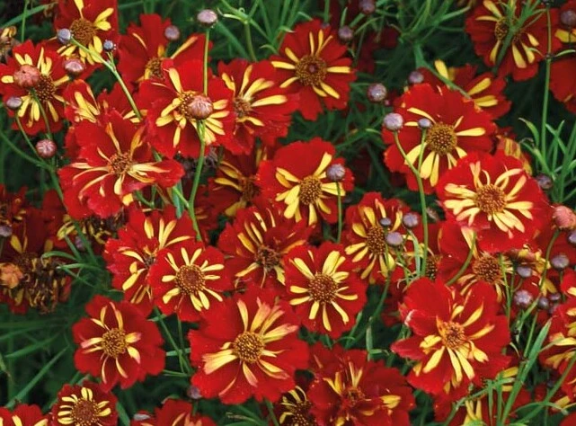 Coreopsis Tinctoria Roulette Seeds - 10 Perennial Flower Seeds - Image 1