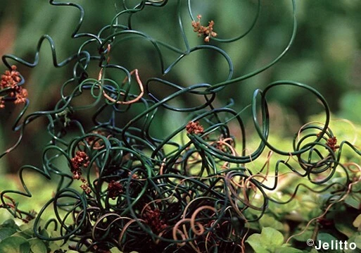 Corkscrew Rush Seeds - Juncus filiformis Spiralis - Unique Spiral Foliage - 10 Seeds - Image 1
