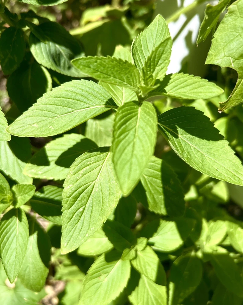 Corn Mint Bare Root Plants – Mentha Arvensis – 10 Count – Outdoor Edible Herb - Image 1
