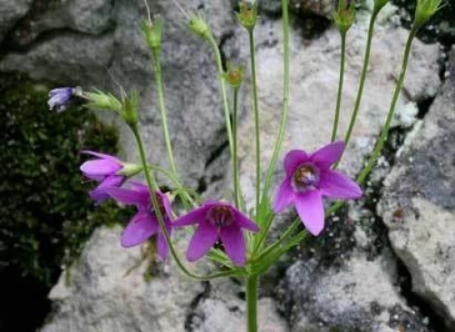 Cortusa matthioli Primula Seeds - 20 Count Perennial Flower Seeds - Image 2