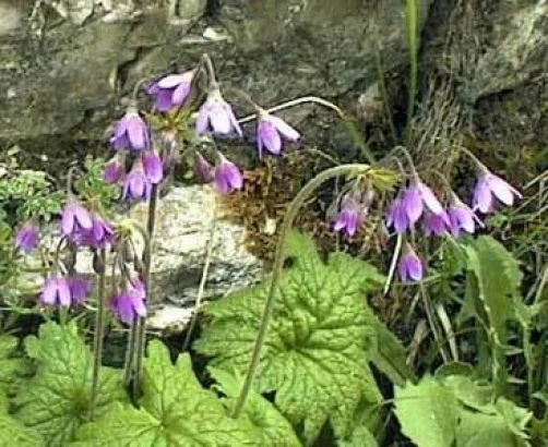 Cortusa matthioli Primula Seeds - 20 Count Perennial Flower Seeds - Image 1
