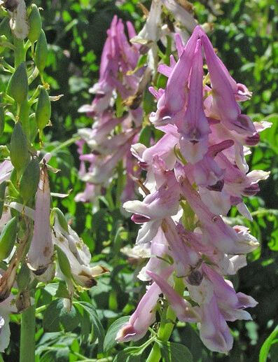 Corydalis caseana ssp.brandegei Seeds - Rare Alpine Wildflower - 10 Seeds - Image 1