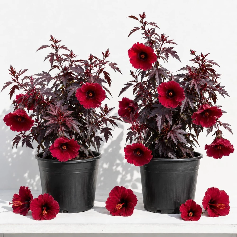 Cranberry Hibiscus Live Plant - 2 Pack, 4-6 Inches Tall, Red Foliage, Indoor/Outdoor - Image 1