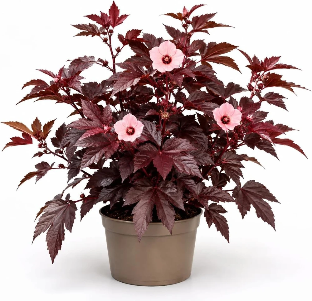 Cranberry Hibiscus Live Plant, Hibiscus Acetosella, 4-6 Inches Tall, Red Foliage, Indoor/Outdoor - Image 1