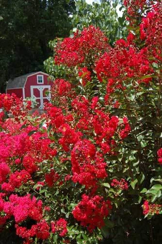 Crape Myrtle | Lagerstroemia indica | Red Rooster | 50 seeds - Image 1