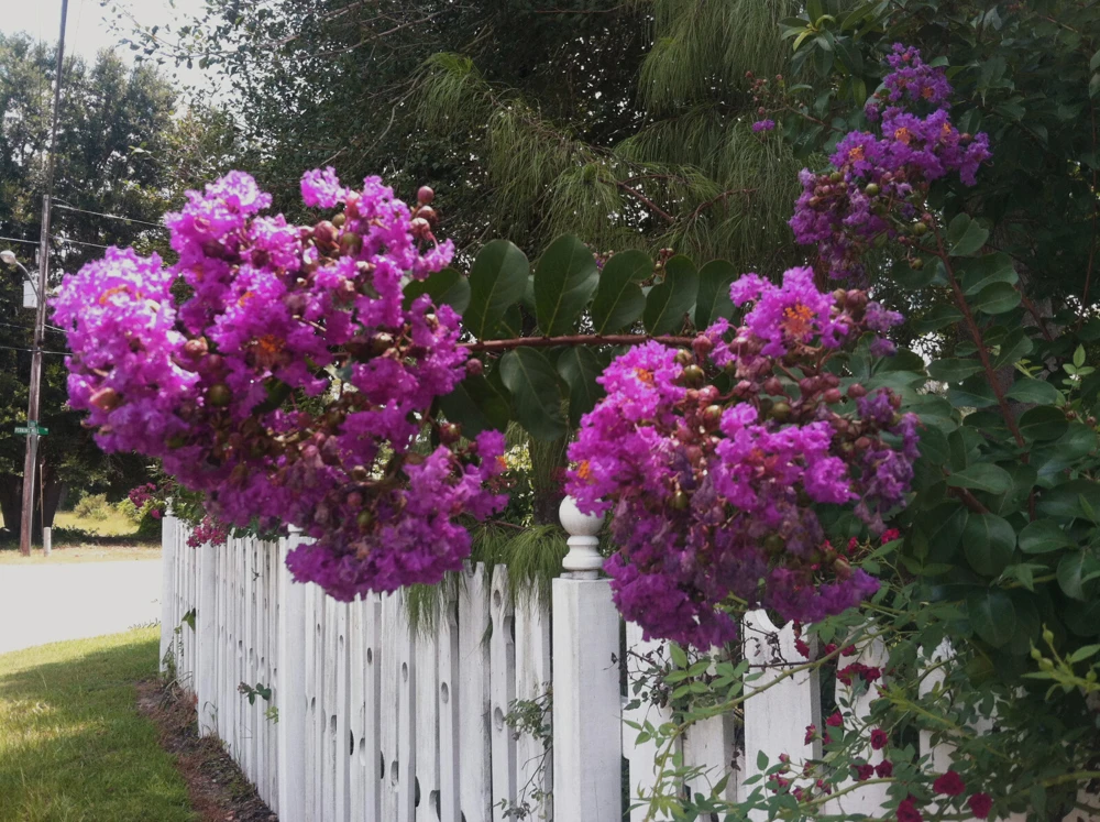Crape Myrtle Catawba Seeds - 15 Count - Lagerstroemia indica - Image 1