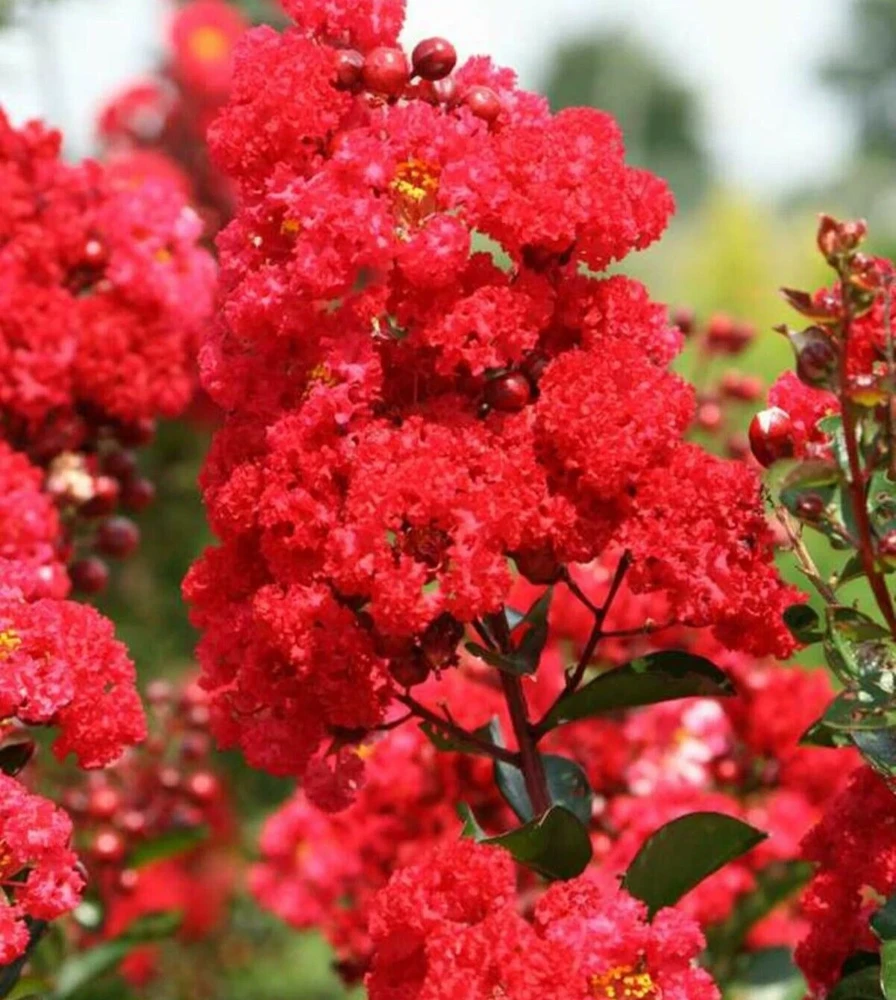 Crape Myrtle Cuttings - Fast Growing for Rooting - 7 Count - Image 1