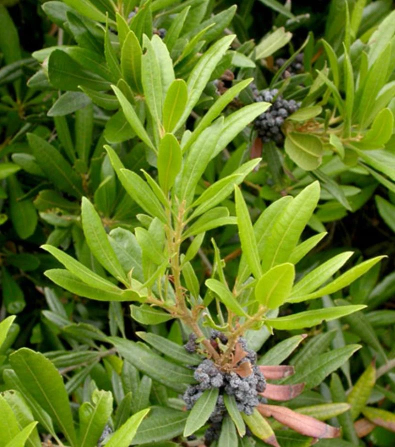 Crape Myrtle Live Plant – 4 inch Pot – Long-Blooming Ornamental Shrub for Outdoor Landscape - Image 1