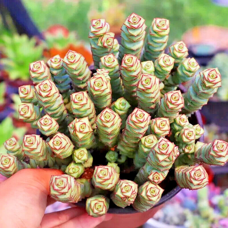 Crassula cv. 'Jade Necklace' Rare Succulent Seeds - 25 Seeds Pack - Image 1