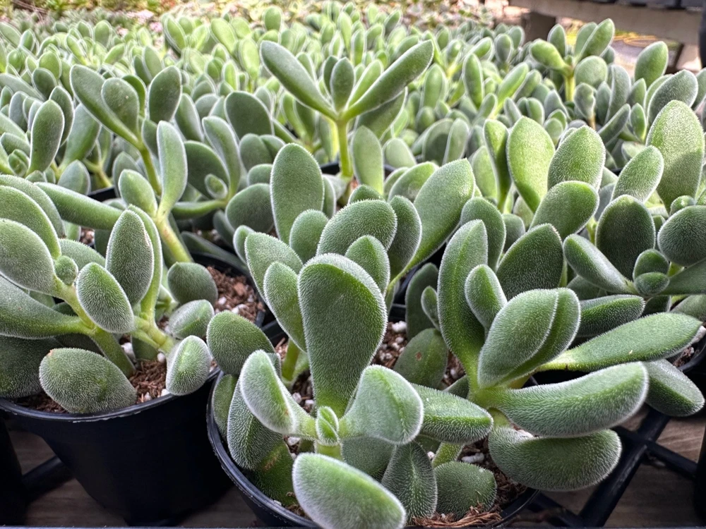 Crassula Rogersii Live Succulent Plant - Rare & Unique - 2 inch Pot - Image 1