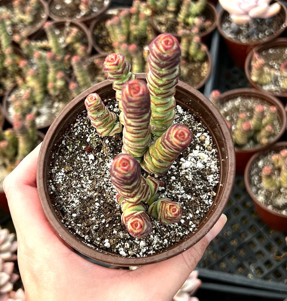Crassula Rupestris Baby Necklace Live Succulent Plant in 4'' Pot - Easy Care Indoor - Image 2
