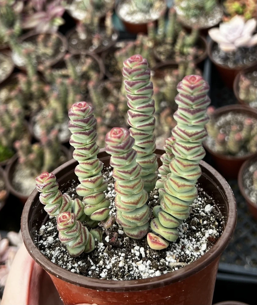 Crassula Rupestris Baby Necklace Live Succulent Plant in 4'' Pot - Easy Care Indoor - Image 1