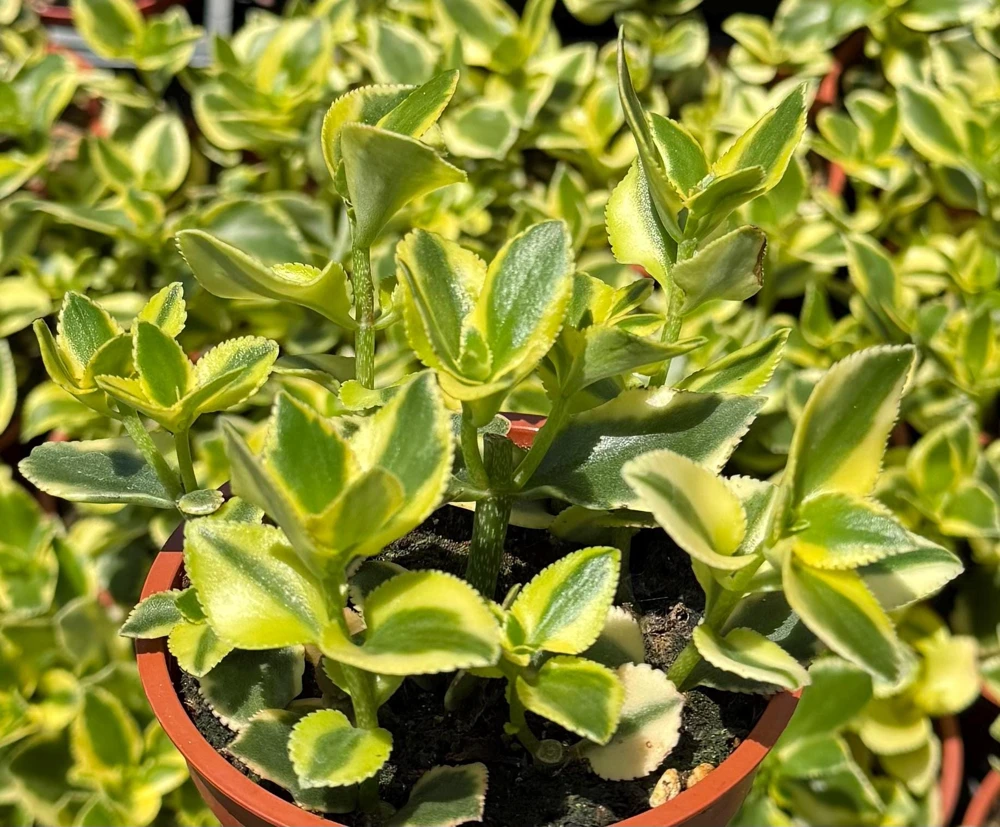 Crassula Sarmentosa Comet Variegated Live Succulent Plant - 4 inch Pot - Image 1