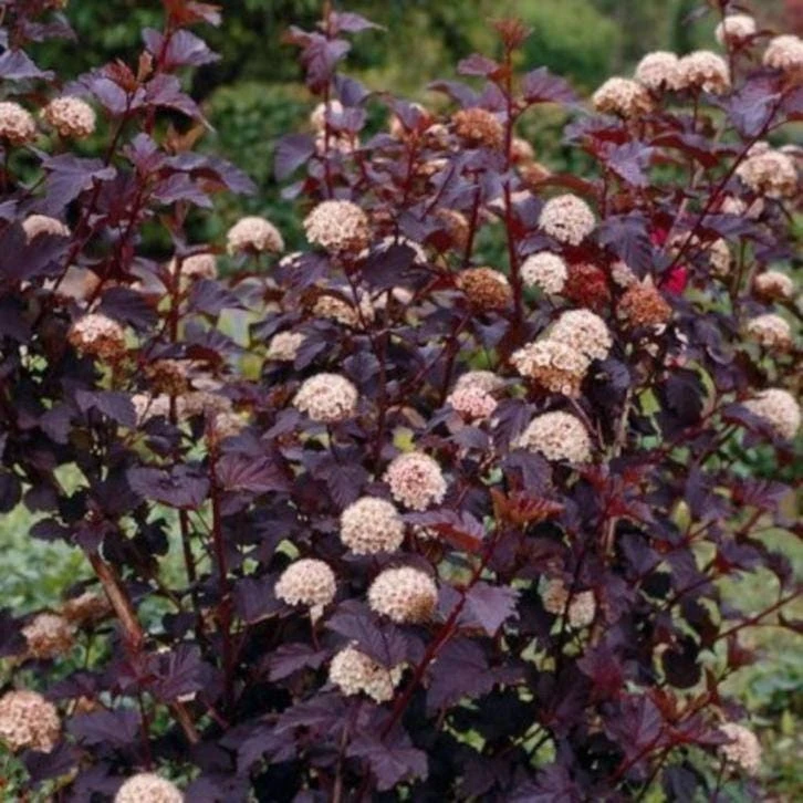 Crimson Ninebark Live Plant – 6-12 inch Shrub – 2.5 inch Pot – Outdoor - Image 1