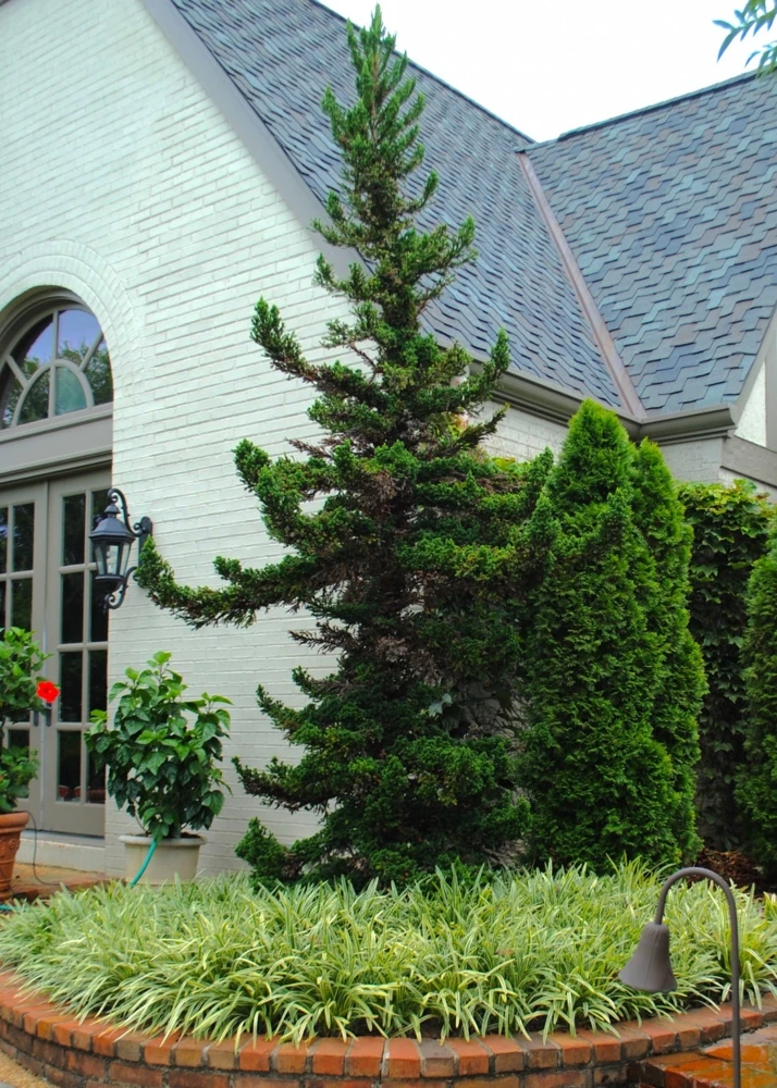 Cryptomeria Black Dragon Japanese Cedar Live Plant 6-12in Tall Quart Pot - Image 1