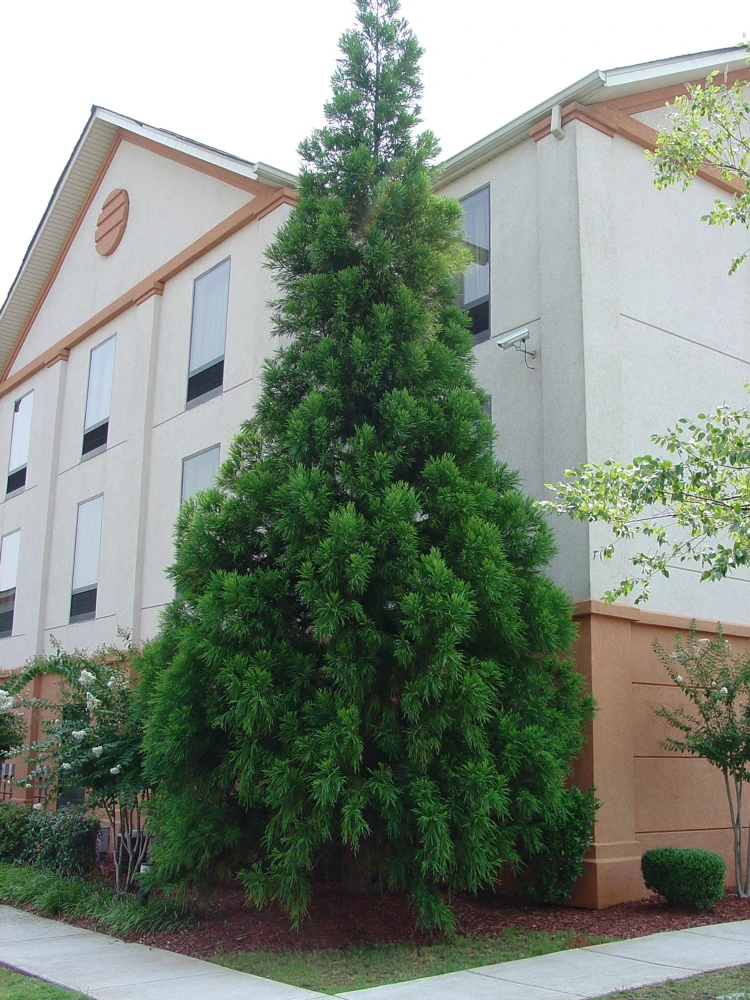Cryptomeria Yoshino Japanese Cedar Live Plant - 6-10 inches Tall, Quart Pot, Outdoor Tree - Image 1