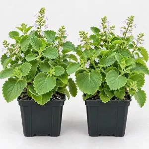 Cuban Oregano Broadleaf Thyme Live Herb Plant, 2-Pack, 4-Inch Pot, Indoor/Outdoor - Image 1
