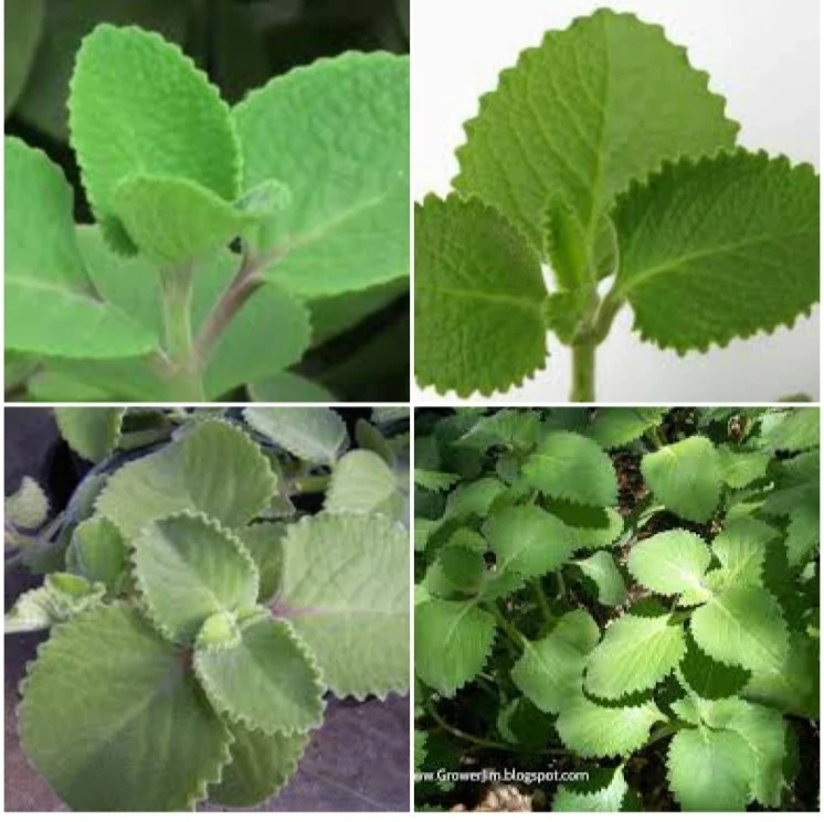 Cuban Oregano Live Plant - 2 Well-Rooted Stems, 5-7 inch Medicinal Herb, Indoor/Outdoor - Image 1