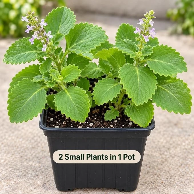Cuban Oregano Live Plant - Broadleaf Thyme Culinary Herb in 4" Pot - Image 1