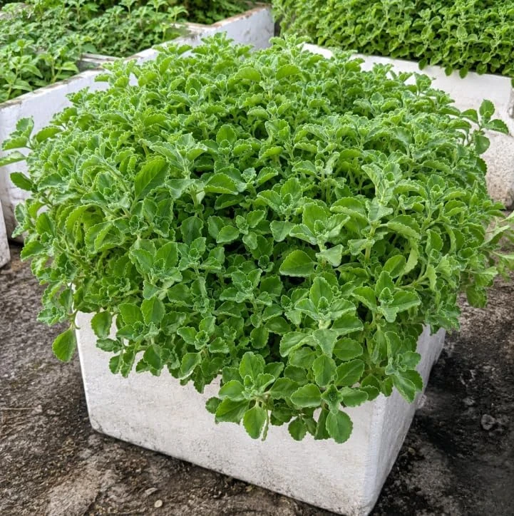 Cuban Oregano Live Plant - Broadleaf Thyme Culinary Herb, Perennial Mint Starter, 4 Inch Pot Size - Image 1