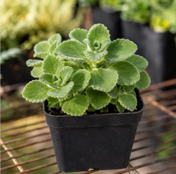 Cuban Oregano Live Plant - Broadleaf Thyme Culinary Herb Perennial - 2 Inch Pot - Image 1