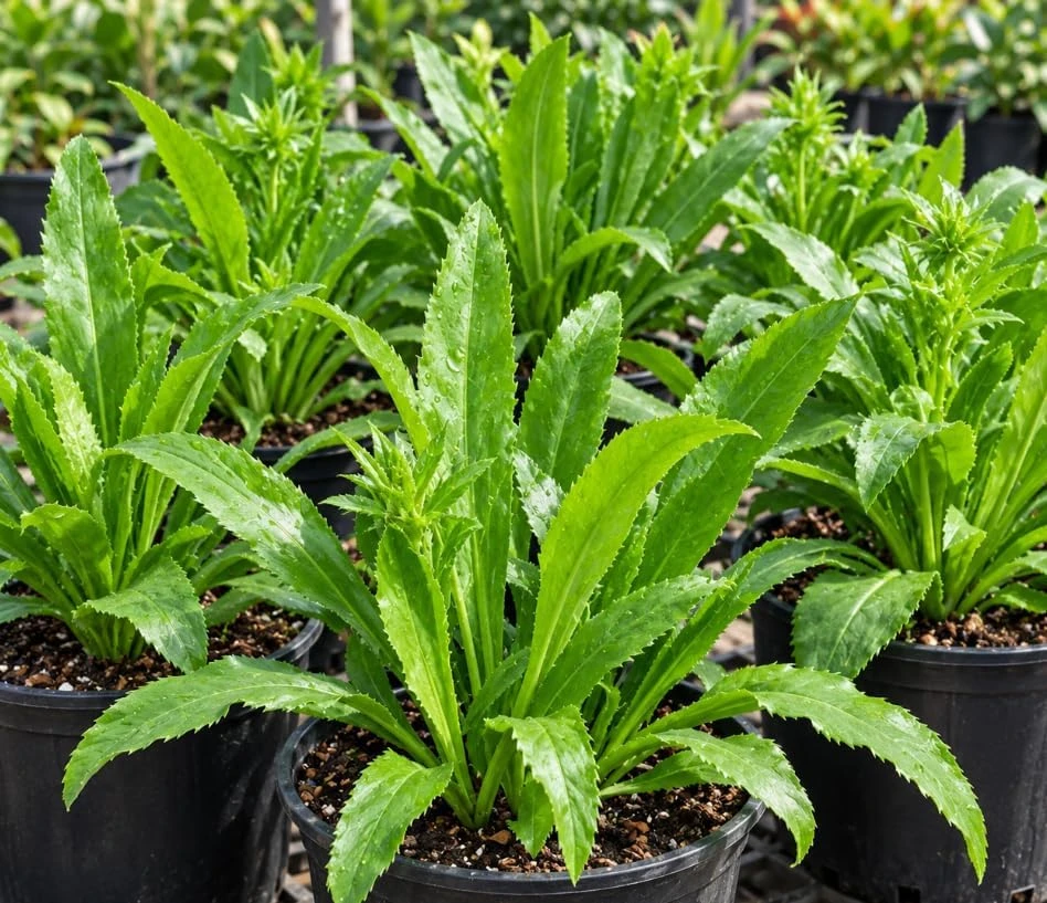 Culantro Live Plant (Recao) - Fresh Culinary Herb - 4 Inch Pot - 2 Pack - Image 1