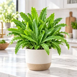 Culantro Plant Live in a 4 Inch Pot, Culantro Herb Tree for Home Garden Planting - Image 1