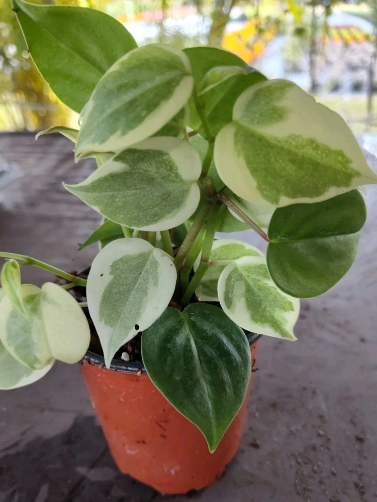 Cupid Peperomia Live Plant - Green & Variegated Trailing Vine in 4 inch Pot - Image 2