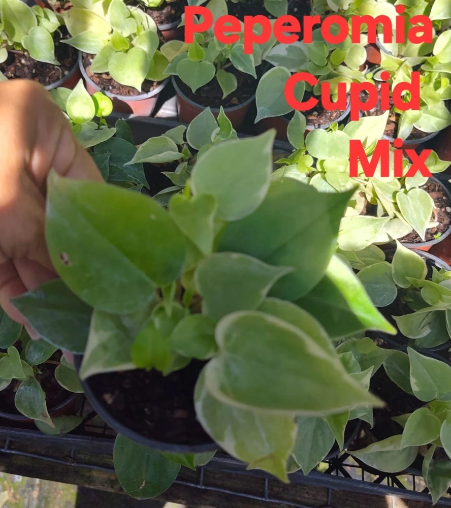 Cupid Peperomia Live Plant - Green & Variegated Trailing Vine in 4 inch Pot - Image 3
