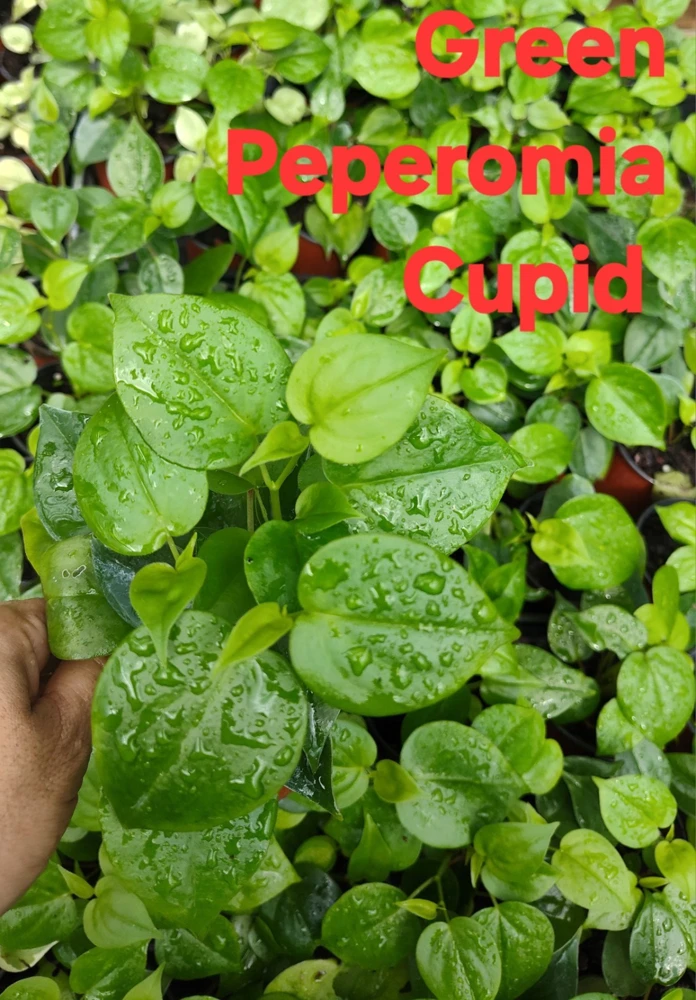 Cupid Peperomia Live Plant - Green & Variegated Trailing Vine in 4 inch Pot - Image 4