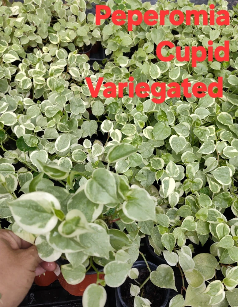 Cupid Peperomia Live Plant - Green & Variegated Trailing Vine in 4 inch Pot - Image 5
