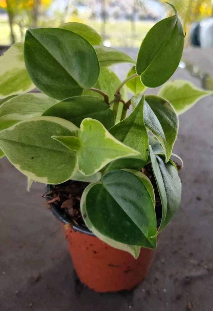 Cupid Peperomia Live Plant - Green & Variegated Trailing Vine in 4 inch Pot - Image 1