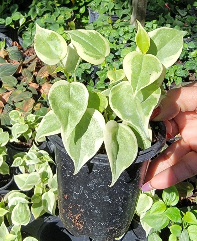 Cupid Peperomia Variegata Live Plant – Trailing Vine – 4 Inch Pot – Indoor/Outdoor - Image 1