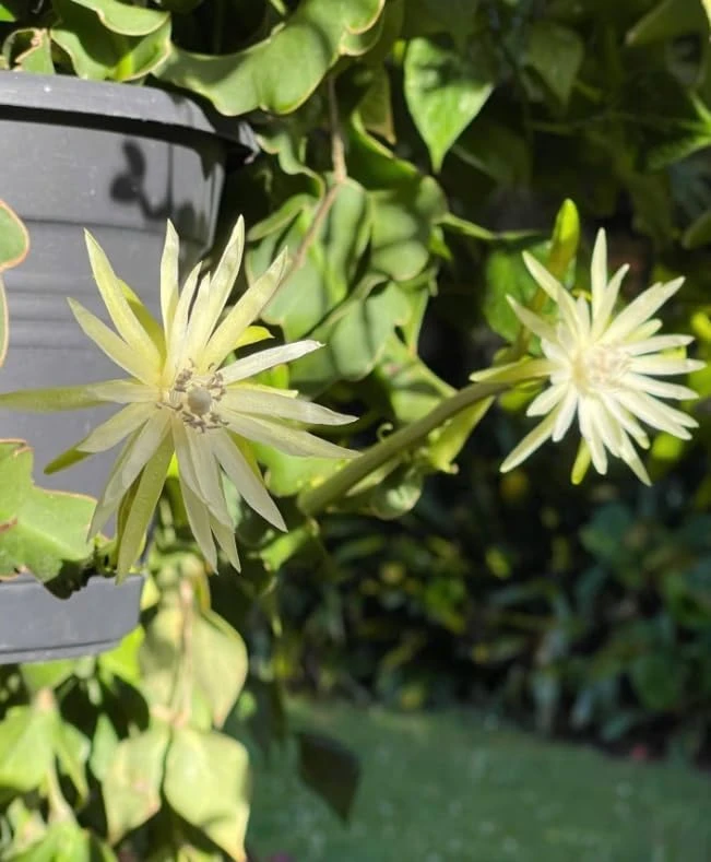 Curly Leaf Epiphyllum Orchid Cactus Live Plant – Curly Locks Succulent – 2 Inch Pot – Indoor - Image 4