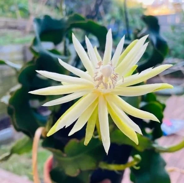Curly Leaf Epiphyllum Orchid Cactus Live Plant – Curly Locks Succulent – 2 Inch Pot – Indoor - Image 5