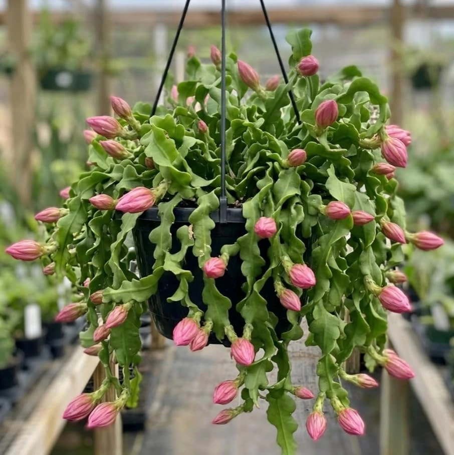 Curly Leaf Epiphyllum Orchid Cactus Live Plant – Curly Locks Succulent – 2 Inch Pot – Indoor - Image 1